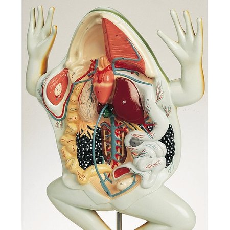 DENOYER-GEPPERT Anatomical Model, Bullfrog Junior 0855-00